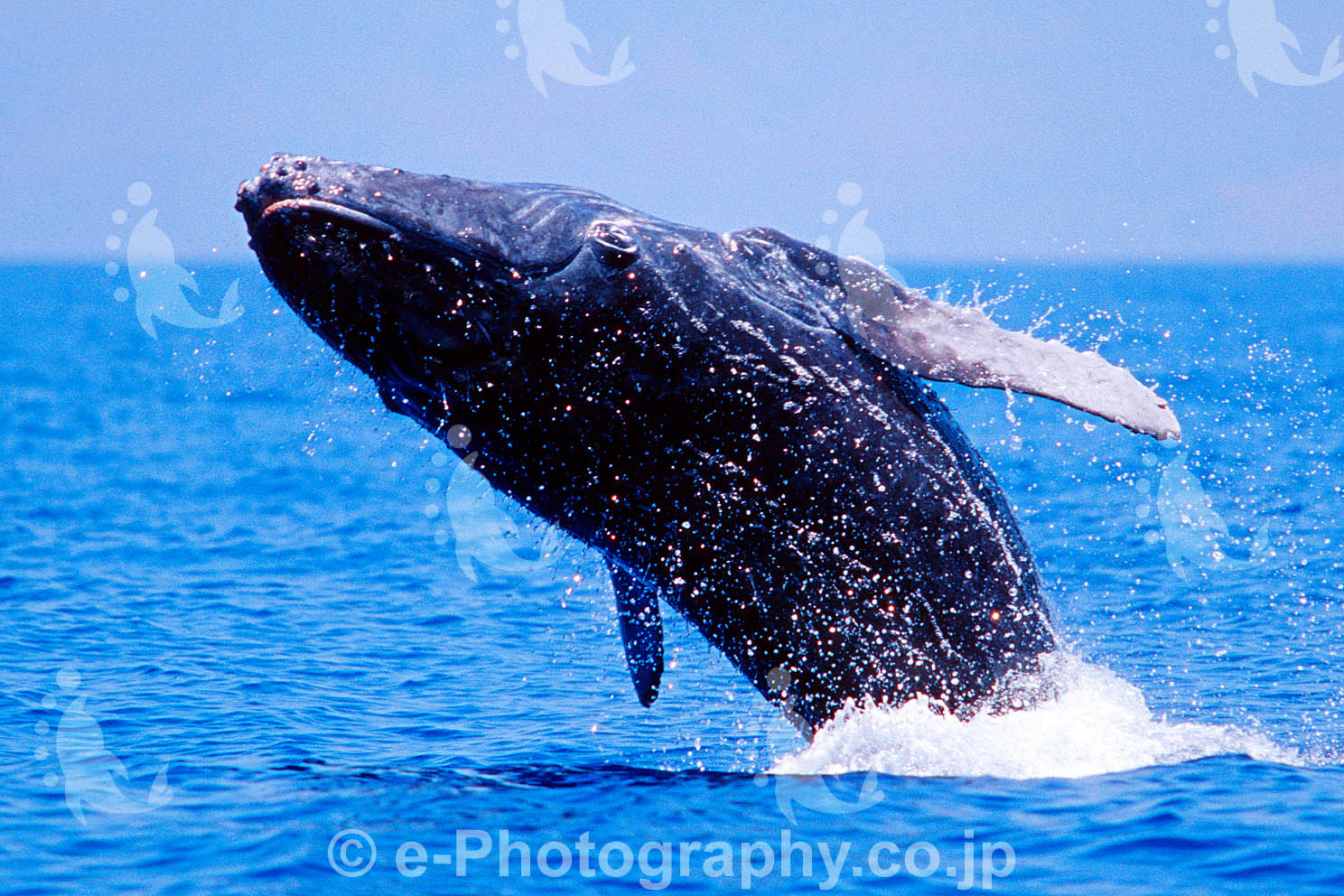 クジラ 大日本絵画 最安値価格 手塚九日のブログ