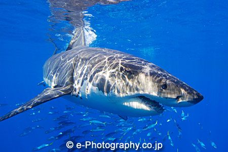 ホホジロザメ　ジョーズ　Great white shark (ホオジロザメ写真)