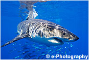 サメ図鑑 サメの写真と解説