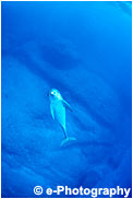 ミナミハンドウイルカ, インドパシィフィックボトルノーズドルフィン 