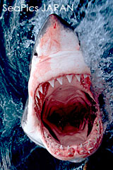 ホホジロザメ　ジョーズ　Great white shark (ホオジロザメ写真)