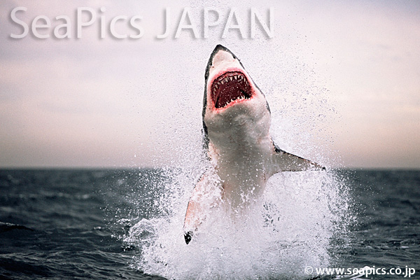ホホジロザメ　ジョーズのジャンプ　Great white shark (ホオジロザメ写真)