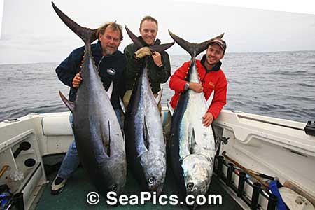 ミナミマグロ写真