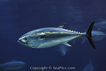 クロマグロ写真